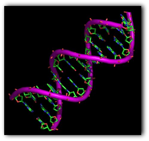ADN_structura.jpg