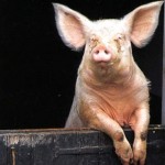 piggy2