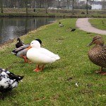 rate_parc