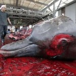specii_extinctie specii_extinctie