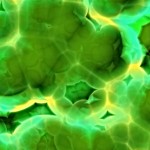 bacterii