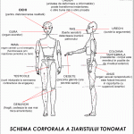 schema-corporala-a-ziaristului