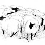 sheep1