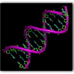 ADN_structura