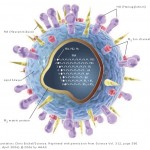 diagram_virus