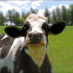 Holstein