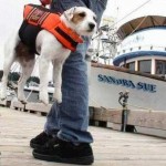 funny_dog_pictures_life_jacket_bad_feeling
