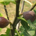 smochini