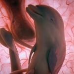 uter_delfin