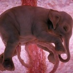 uter_elefant