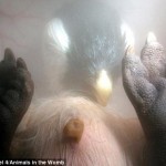 uter_pinguin