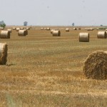 teren_agricol_straini