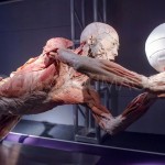 human_body5