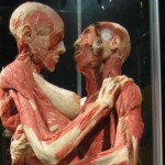 human_body6