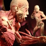 human_body92