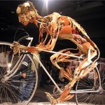 human_body991