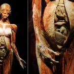 human_body992