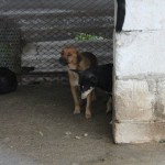 adapost_arad1