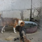 adapost_arad2