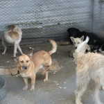 adapost_arad7
