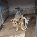 adapost_botosani