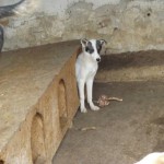 adapost_botosani1