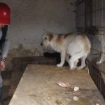 adapost_botosani3