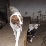 adapost_botosani4