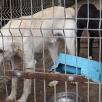 adapost_botosani6