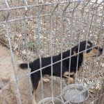 adapost_botosani7