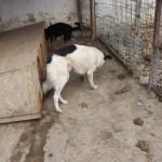 adapost_botosani8