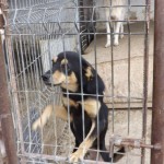 adapost_botosani9