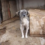 adapost_botosani92