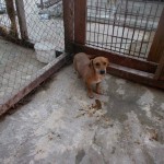 adapost_cernica_ilfov