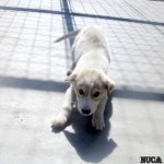 adapost_cluj4