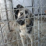 adapost_cluj5