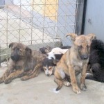 adapost_cluj8