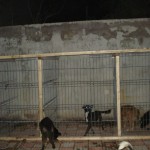 adapost_fundulea1