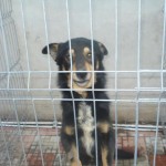 adapost_fundulea5