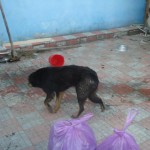 adapost_fundulea7