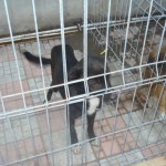 adapost_fundulea9
