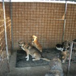 adapost_ploiesti3