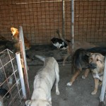 adapost_ploiesti5