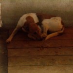 adapost_rosiori2