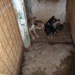 adapost_rosiori_7