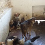 adapost_targoviste