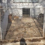 adapost_targoviste1