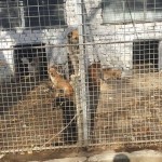 adapost_targoviste3