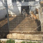 adapost_targoviste4