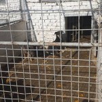 adapost_targoviste5